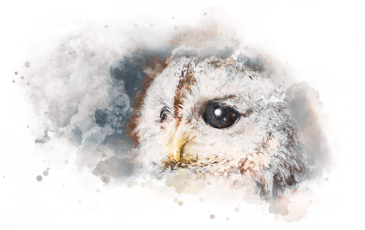 OWL’S EYE: What does success look like? | Lifestyles